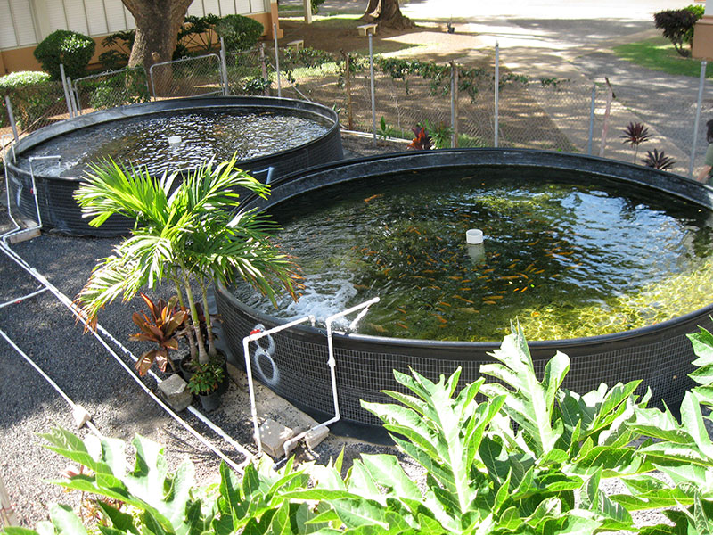 how to start fish farming at home
